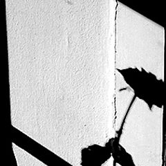 фото "friends, secrets and shadows"