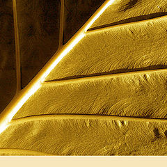фото ""Abstraction of a leaf""