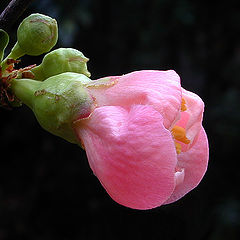 photo "Blossom 2"