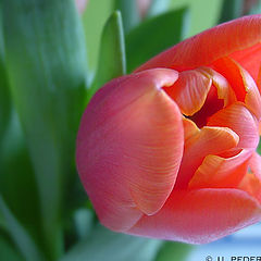 photo "Red Tulip"