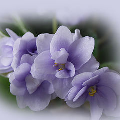 photo "Colors. Light lilac"