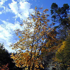 photo "Gold on Blue (Fall 2001)"