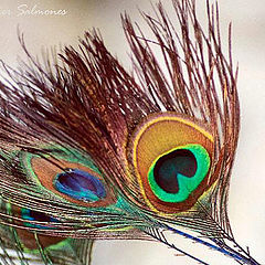 фото ""Feathers""