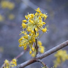 photo "Yellow Flowers"
