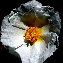 photo "paper flower"