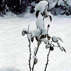 фото "Роза в снегу"