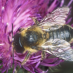 photo "Leafcutter bee"