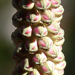 photo "sanguisorba (flowerbuds, detail)"