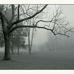photo "Foggy morning (The Tree)"