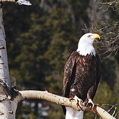photo "Montana,USA, Bald Eagle"