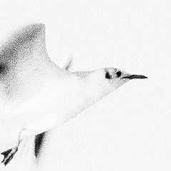 photo "Seagull poetry"