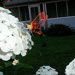 фото "Twilight Fairy"