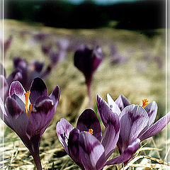 photo "Mountain flowers at 8th March"