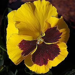 фото "Pansy1"