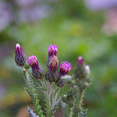 photo "Prickly, but beautiful"