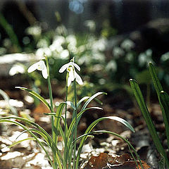 photo "Snowdrops from fastigium"