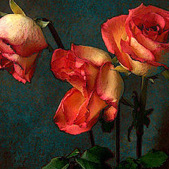 photo "Three Roses"
