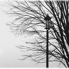фото "Tree,Lantern and Moon"