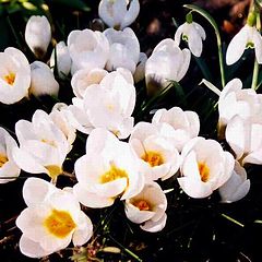 photo "Spring cups - it`s time for tea!"