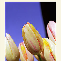 фото "Tulips."