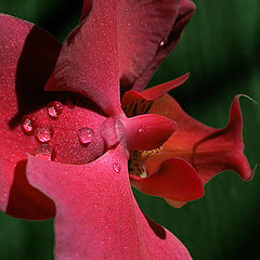 photo "Orchids. The flight over coockoo`s nest."