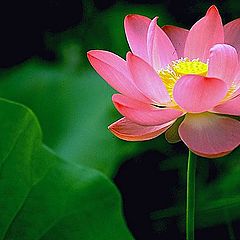 photo "Lotus"