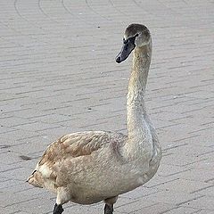 photo "Just Walking in the Street"