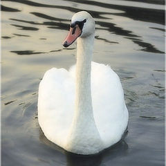 photo "White swan."