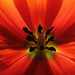 фото "Tulip #1"