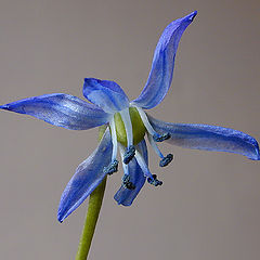 фото "Blue Flower"