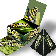 фото "Monarch caterpillar box"