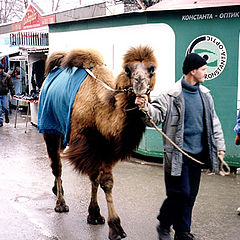 фото "Вели по улицам верблюда..."