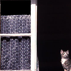 photo "Window cat"