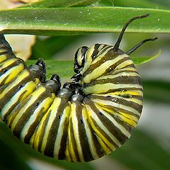 photo "Monarch caterpillar"