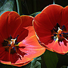 photo "Tulip Duetto"