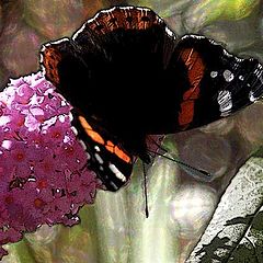 photo "butterfly on buddlea"