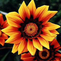 photo "Gazania # 1"