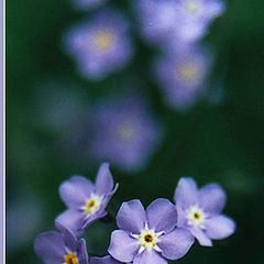 photo "Myosotis L."