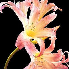 фото "Lily"