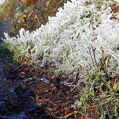 photo "spring against winter"