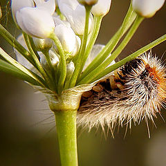 photo "Glutton"