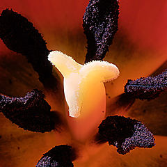 photo "Tulip Core"