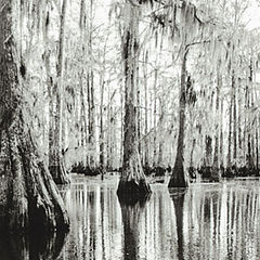 photo "swamp tale"
