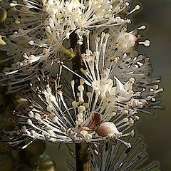 photo "Tiarella"