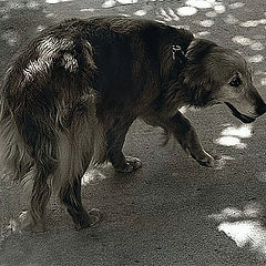 photo "LOST DOG"