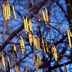 photo "Spring mood."