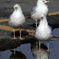 photo "The Three Stooges...repost"