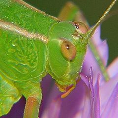 photo "Katydid"