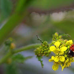 фото "Colors..."