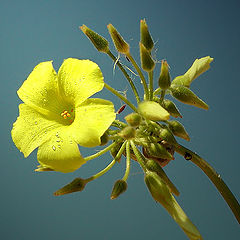 photo "Yellow."